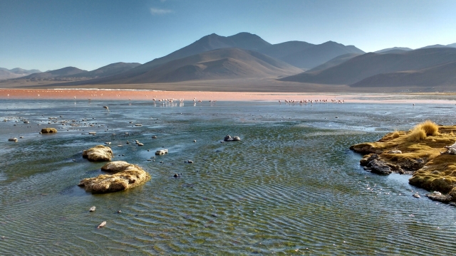 Laguna colorada - Salar d'Uyuni et Sud-Lipez - Bolivie